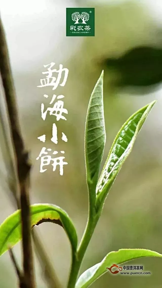 勐海方磚｜彩農(nóng)茶2019首款賀春茶品開始優(yōu)惠預(yù)訂