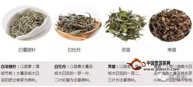 福鼎白茶的9種分類方法