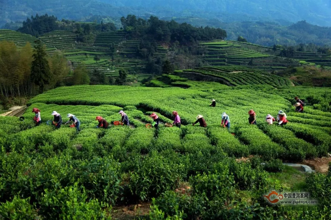 建立好福鼎白茶产业链管理机制，促进产业健康发展