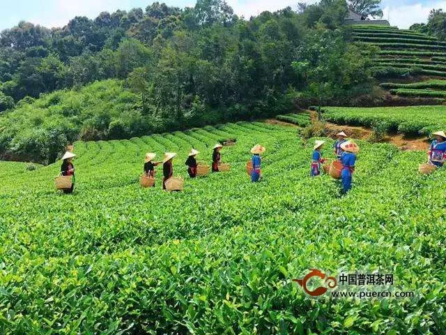 福鼎白茶的品種