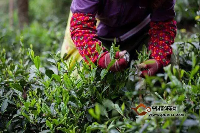 湖南安化黑茶有哪些品种