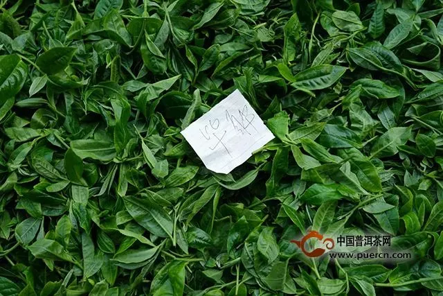 【茶事】茶神教你识别真正的古树茶，你只需要记住这几点？