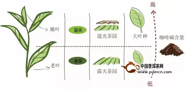 红茶研究院丨鲜叶篇：生物碱