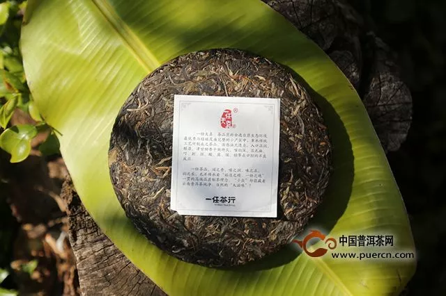 喝過莽枝，才知道香氣獨特！「一任天真·莽枝 古樹純料普洱茶（生茶）評測記」