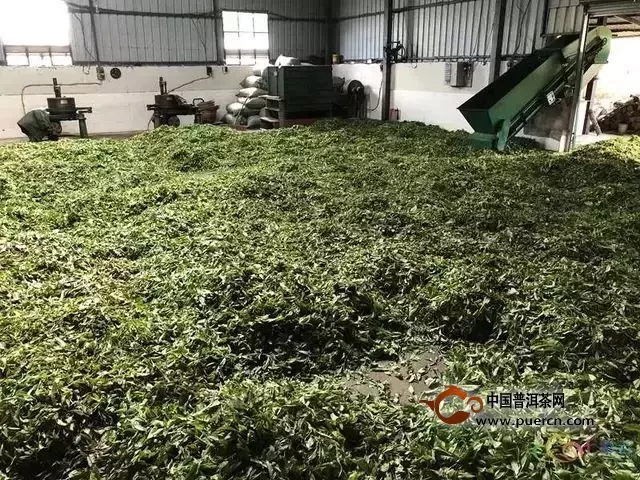 云南“三个一批”调研走进勐海茶厂好茶致富有“大益”