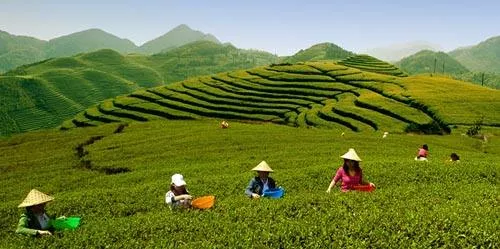 新形势新机遇 宁德茶人共谋茶产业发展