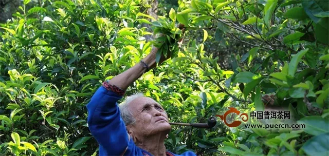 【阮殿蓉说茶】天人合一古茶树