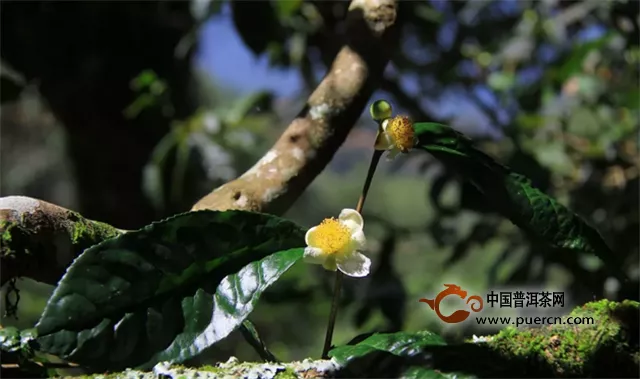 【阮殿蓉說茶】天人合一古茶樹