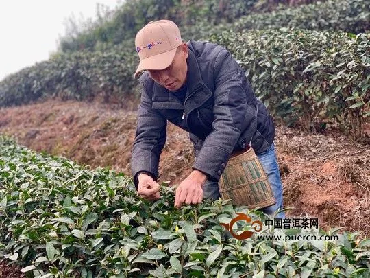 2019年四川最早春茶开采，每斤千元供不应求