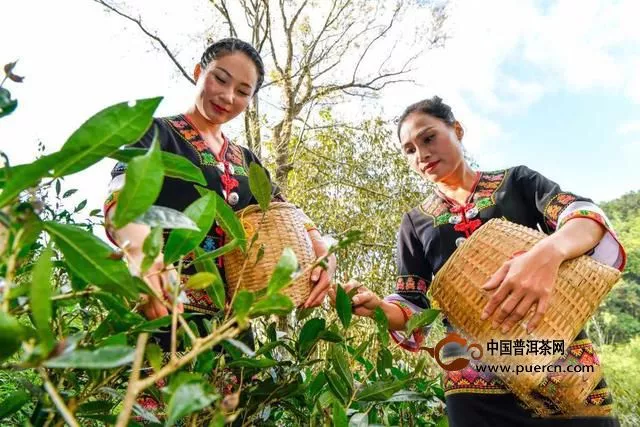 2019年海南首批早春茶已开采
