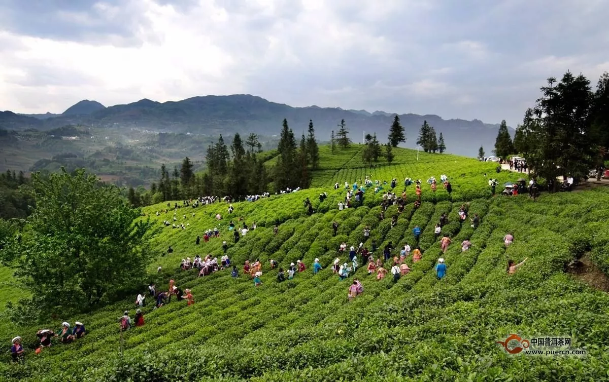 2019年贵州最早春茶上市，刷新春茶上市纪录