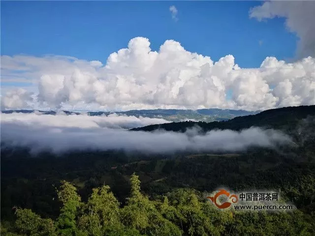 【阮殿蓉说茶】双江古茶林