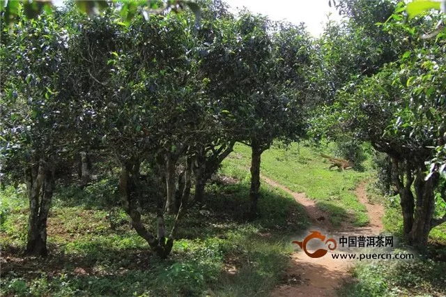 【阮殿蓉说茶】临沧茶区——临翔古茶林