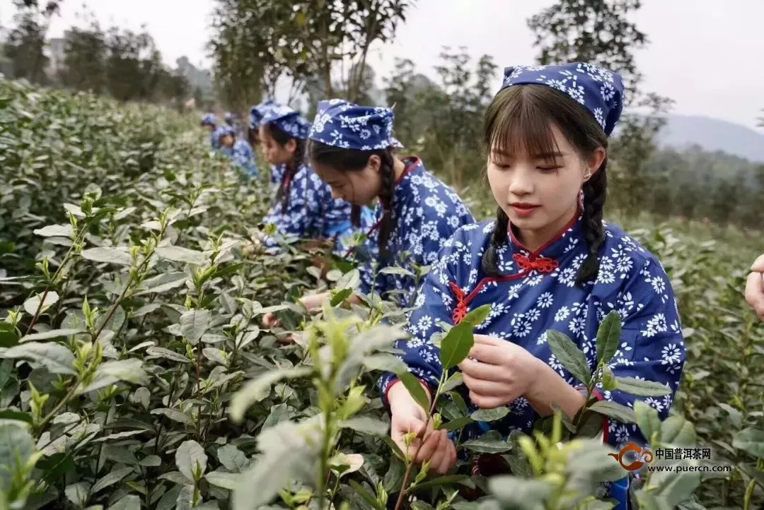 2019年宜賓早茶開采  第一縷早春茶歷年最早