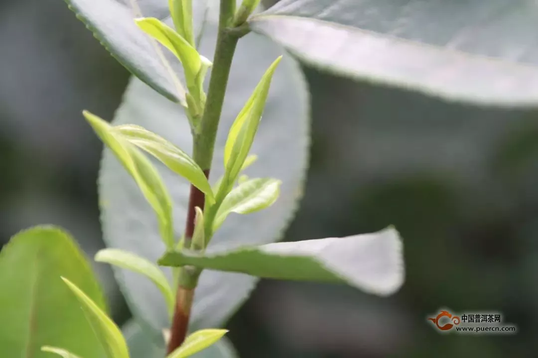 2019年宜賓早茶開采  第一縷早春茶歷年最早