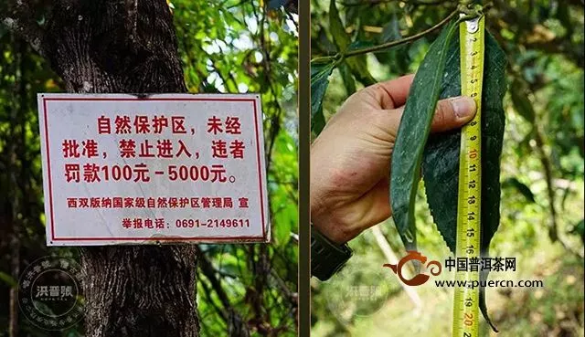 洪普號(hào)：【春茶預(yù)售】重磅回歸！2019年春茶一招制勝的秘密——天門山