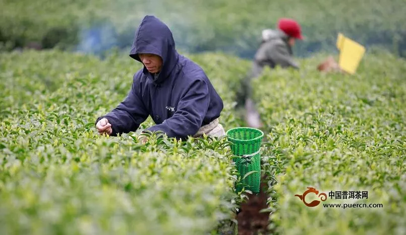 广西柳州：2019年早春茶开采