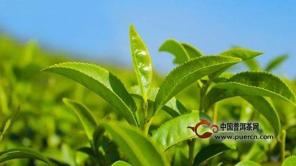 易武普洱2019春茶多少钱一斤