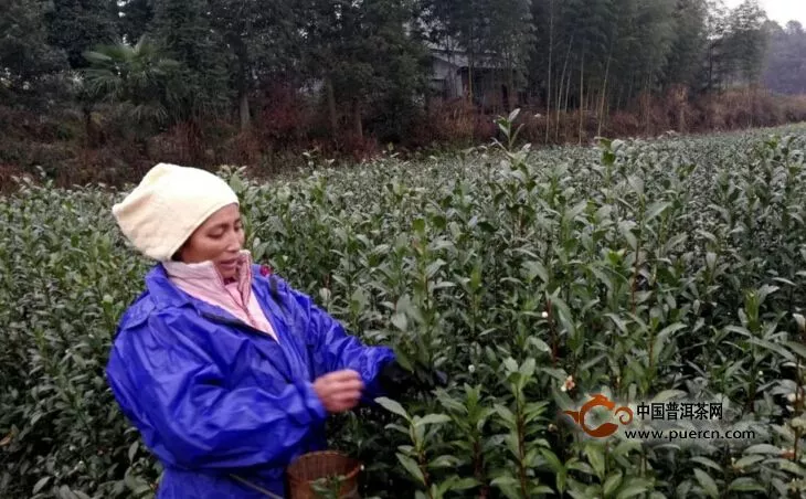 中茶108茶樹品種