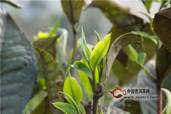 ?2019年曼撒古樹(shù)茶價(jià)格