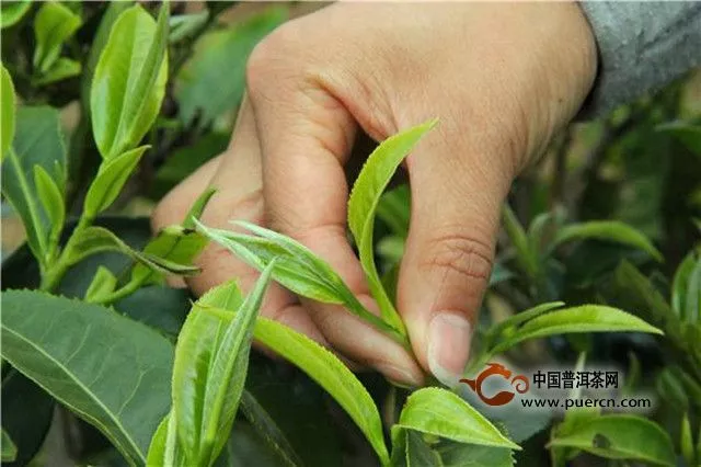 明前茶好還是雨前茶好