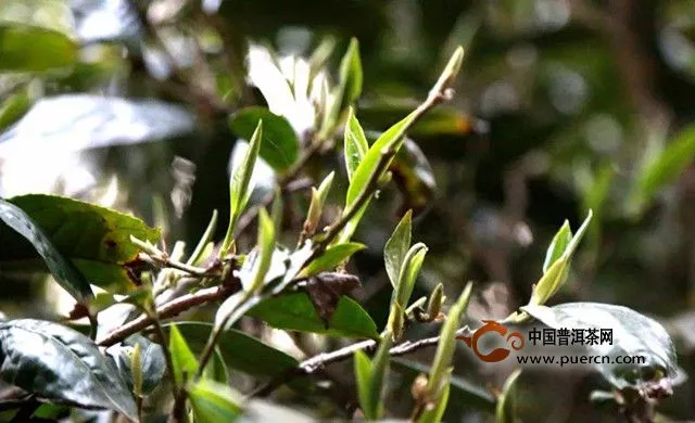 南糯山半坡老寨茶特點