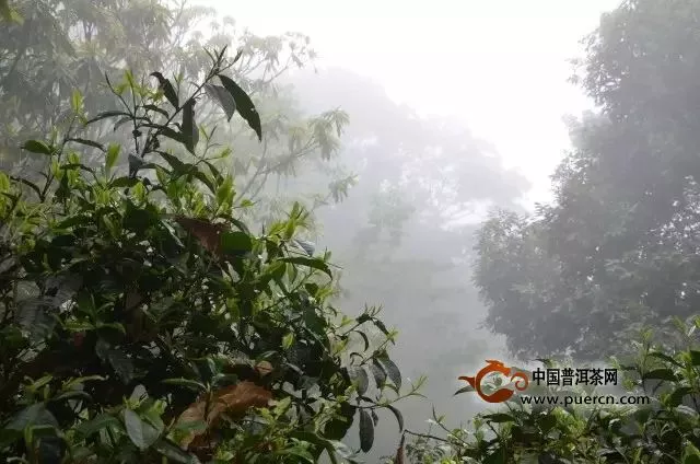 南糯山半坡老寨茶特點