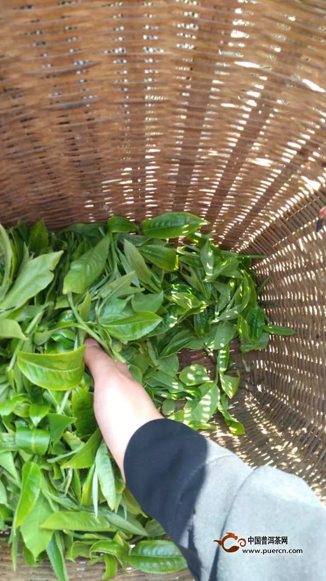 ​今年丁家寨古树茶价格多少一斤