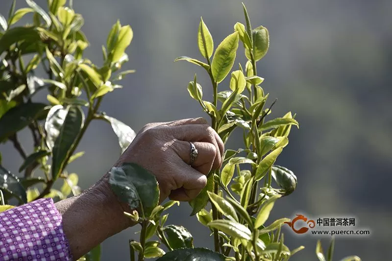 茶叶采摘的季节大概在几月份？