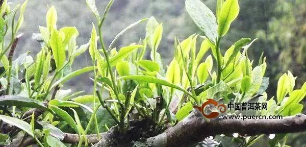 莽枝古樹茶特點及價格