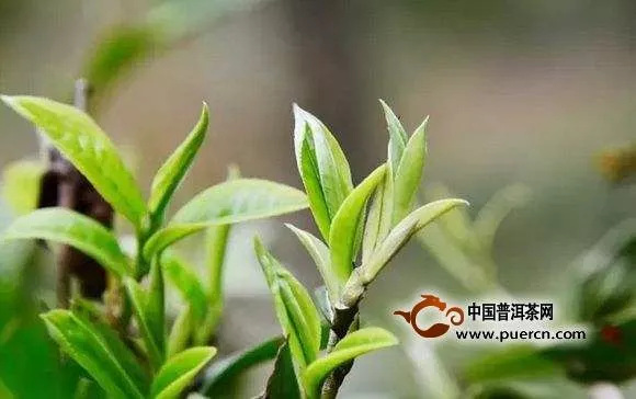 今年莽枝古树茶多少钱一斤