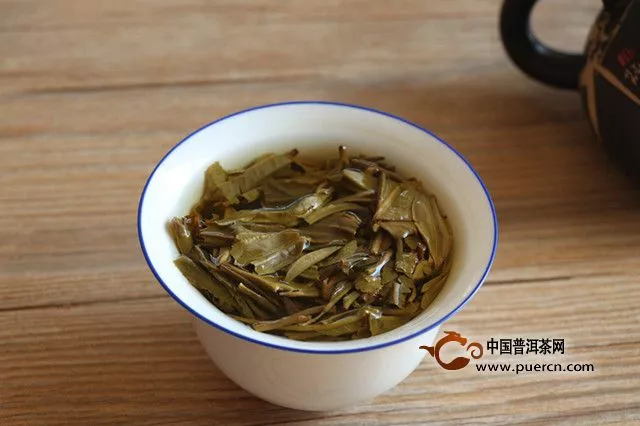 古树普洱春茶为何发芽较晚？ 