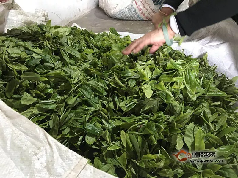 2019年无量山普洱春茶价格