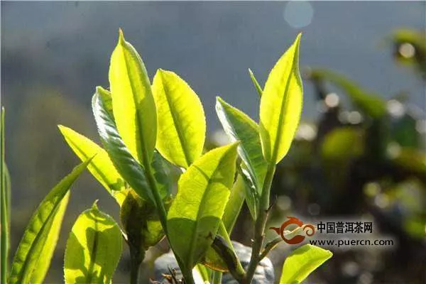 2019年賀開普洱春茶價(jià)格表