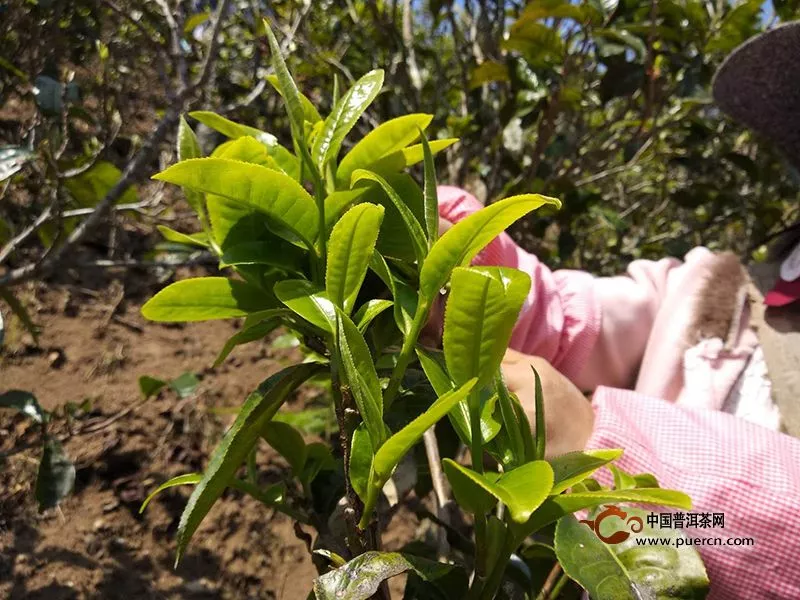 南糯山老树普洱茶价格表