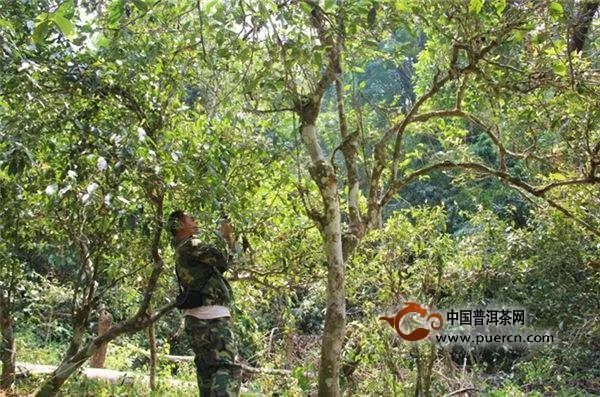 今年知名普洱茶山头春茶毛料价格