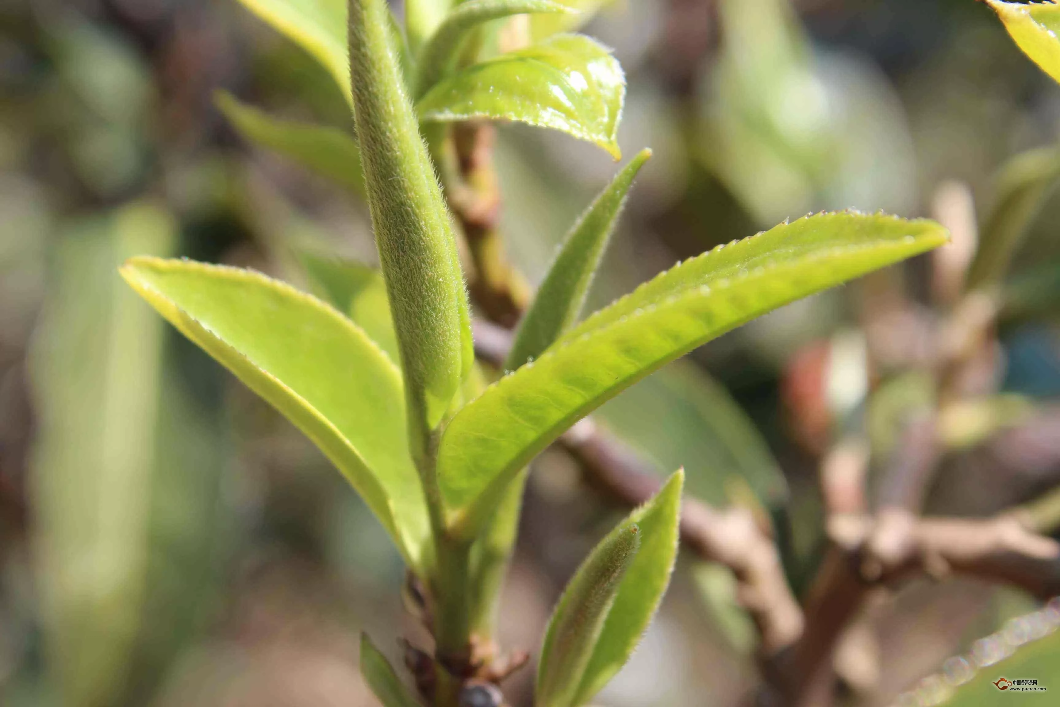 今年知名普洱茶山頭春茶毛料價(jià)格