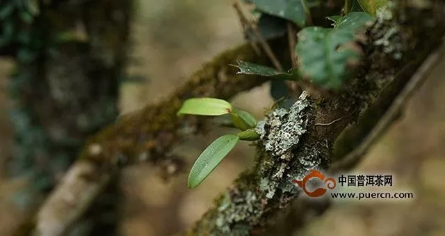 邦威古樹普洱茶的有什么特點