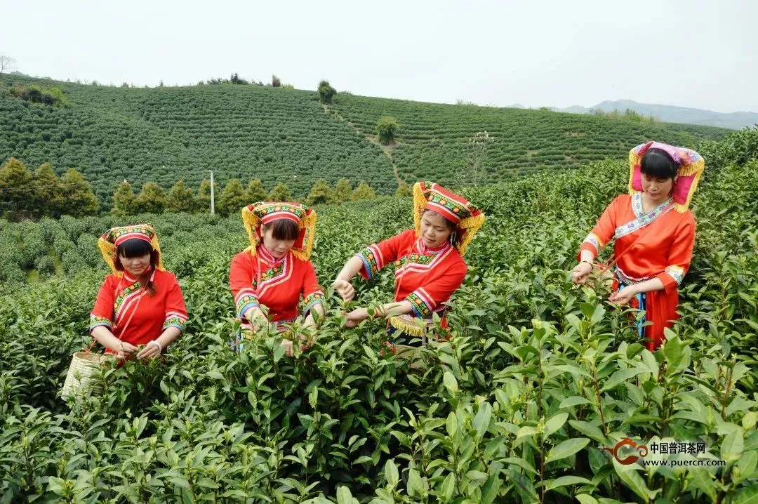 今年的春茶有點(diǎn)早！附各地名茶春茶開采時(shí)間表！