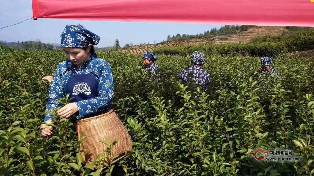 今年的春茶有点早！附各地名茶春茶开采时间表！