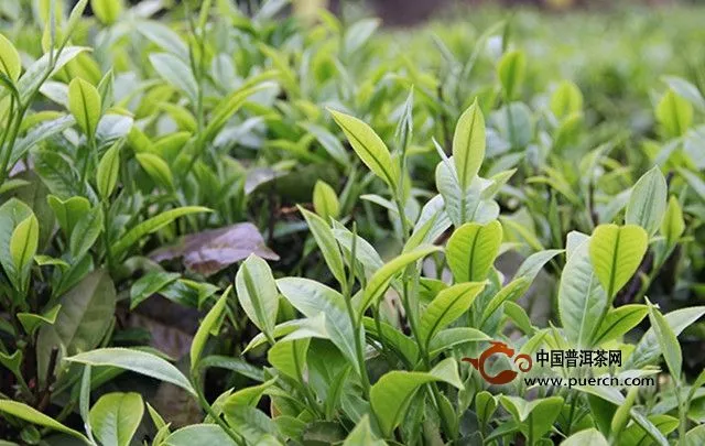 为什么安吉白茶属于绿茶，却要叫“白茶”？