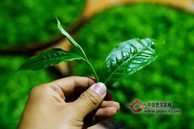 洪普號：收藏！普洱老司機(jī)給你的春茶防忽悠指南