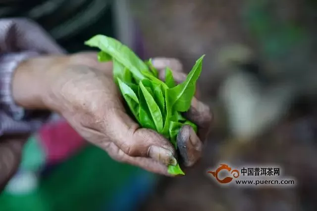 洪普号：收藏！普洱老司机给你的春茶防忽悠指南