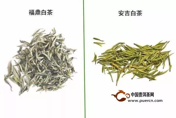 安吉白茶、福鼎白茶、政和白茶、月光白茶的區(qū)別有哪些?