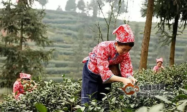 今年哪些茶区已经开采春茶了？