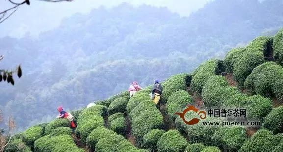 今年哪些茶區(qū)已經(jīng)開采春茶了？