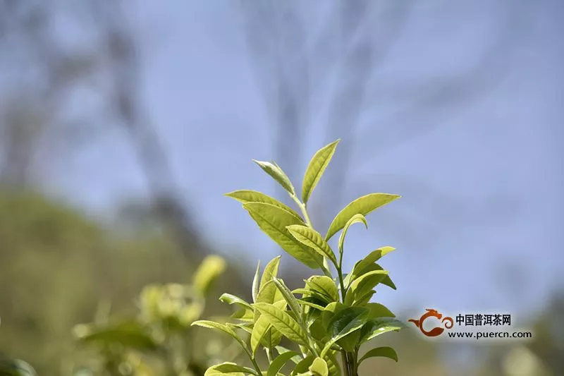 浙江的安吉白茶屬于什么茶類