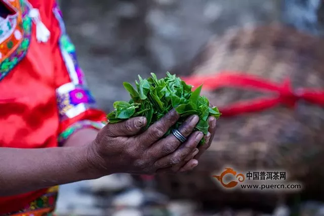 紅茶研究院丨紅茶加工篇·揉捻