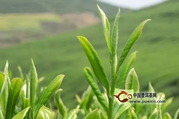 喝信阳毛尖新茶上火吗