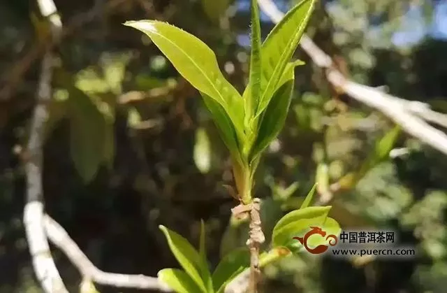 最新普洱資訊｜微信朋友圈刷屏，88萬(wàn)冰島茶王樹(shù)的真相！